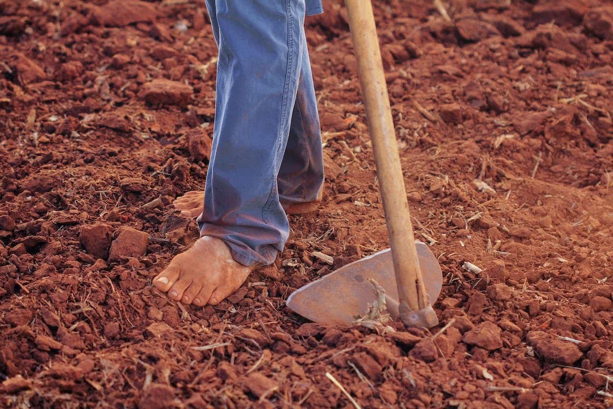 potager engrais