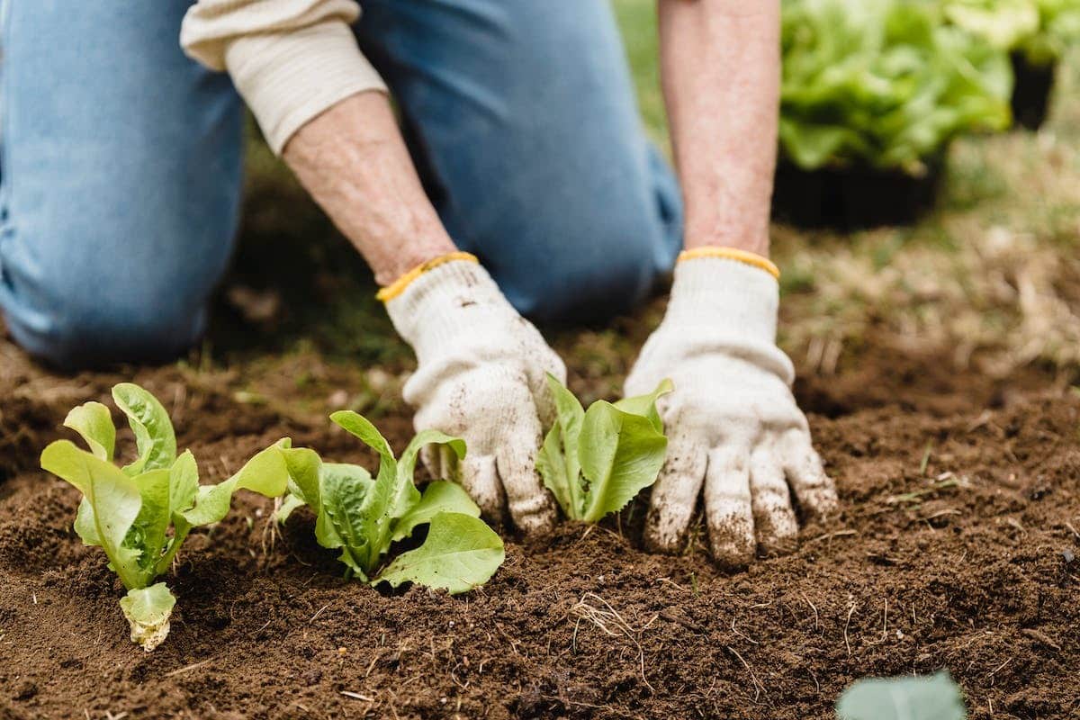 compostage  potager