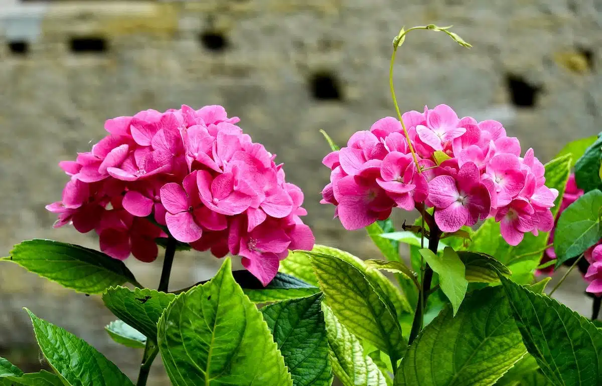 plants fleurs