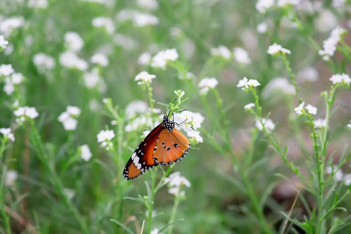 papillons  plantes