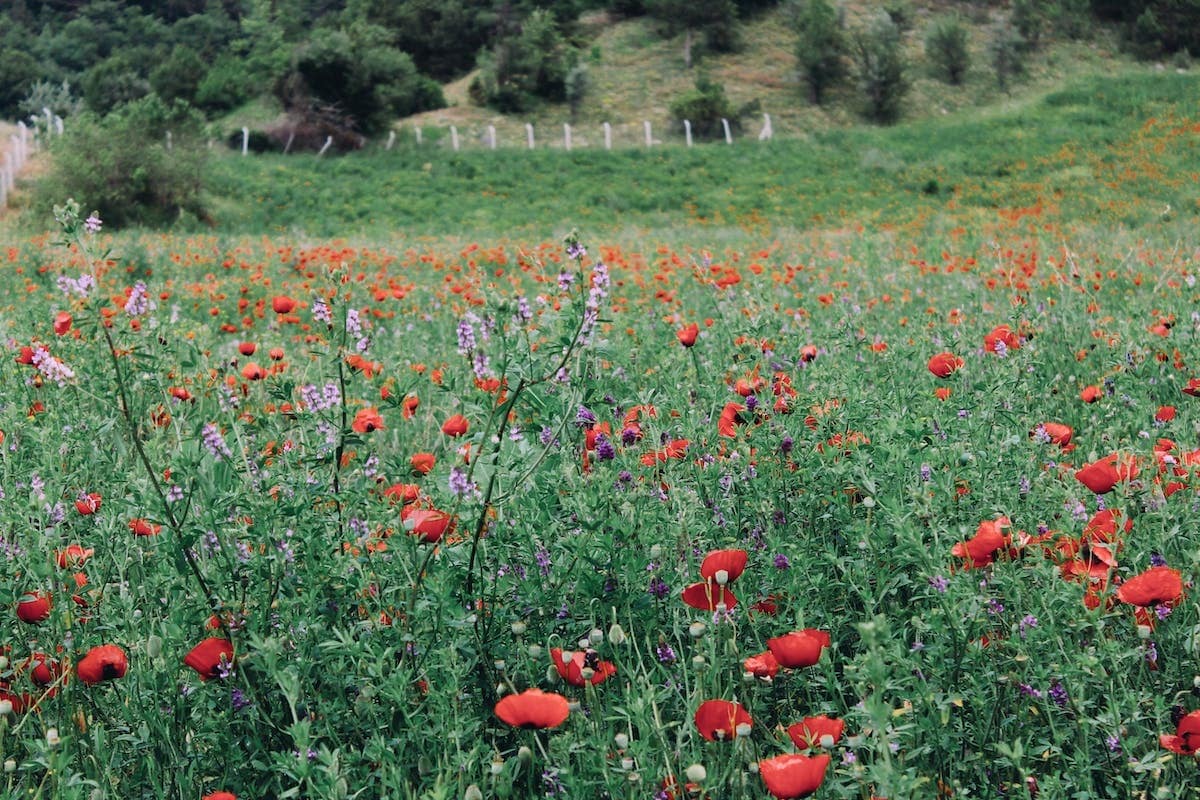 jardin sauvage