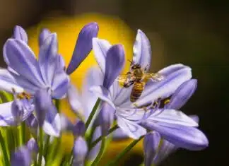 Attirez les insectes pollinisateurs dans votre jardin grâce à ces plantes incontournables