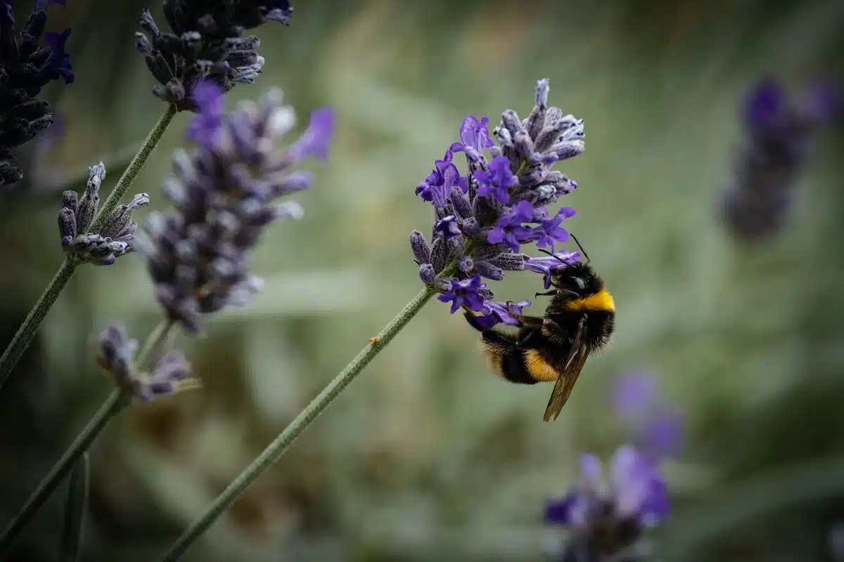 plantes pollinisatrices