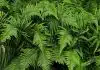 green fern plant in close up photography