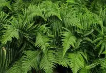 green fern plant in close up photography