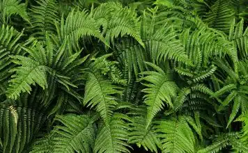 Comment choisir la bonne plante pour réduire les gamma gt green fern plant in close up photography