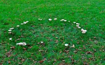 Comment se débarrasser des rond de sorcières ?