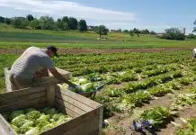 Découvrez les avantages de l'agriculture biologique