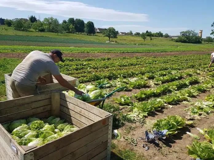 Découvrez les avantages de l'agriculture biologique