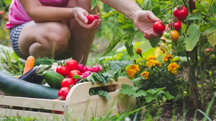 jardinage potager