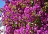 bougainvillea glabra