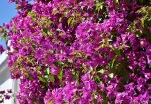 bougainvillea glabra