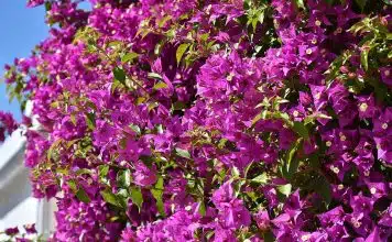 Entretien et soins du Bougainvillea Glabra bougainvillea glabra