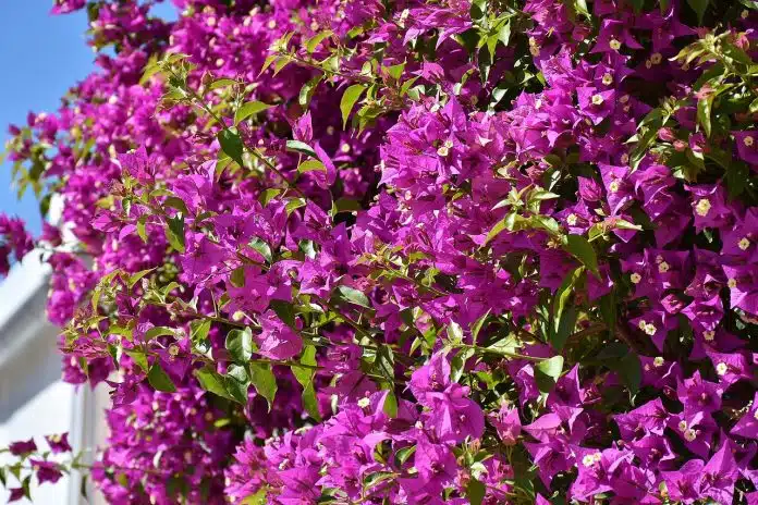 bougainvillea glabra