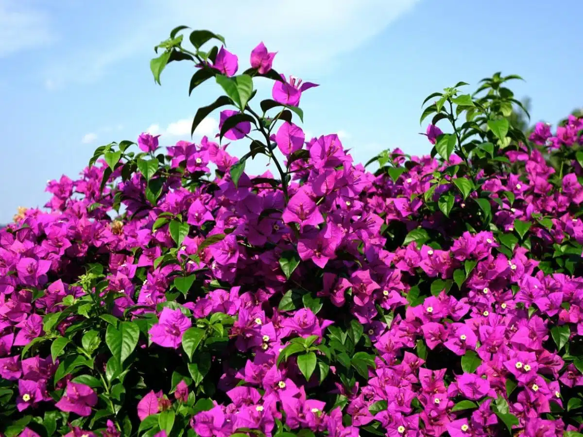 bougainvillea glabra