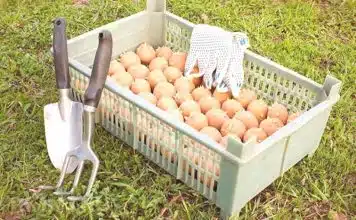 Quand traiter les pommes de terre à la bouillie bordelaise ?