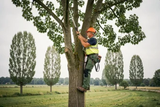 Élagueur professionnel sécurisé dans un peuplier avec équipement de protection individuelle lors d'une opération d'élagage