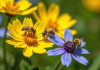 Fleurs sauvages jaunes et bleues avec des abeilles en plein pollen