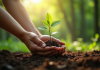 Jeune plant being planté par des mains diverses dans une forêt verte