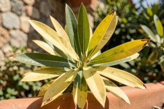 Feuilles de laurier rose jaunissantes sur un pot en terre cuite dans un jardin méditerranéen
