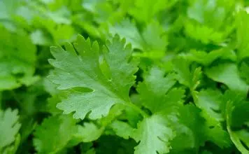 Comment avoir du persil en hiver ?