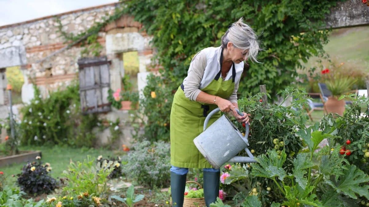 jardinage potager