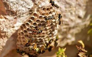Protégez votre jardin des guêpes et frelons à Ollioules Protégez votre jardin des guêpes et frelons à Ollioules